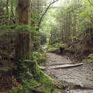Andrews Bald Hiking Trail
