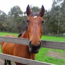 Horseback Rides In The Smokies And Gatlinburg