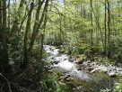 A Walk In The Woods Smoky Mountain Tours