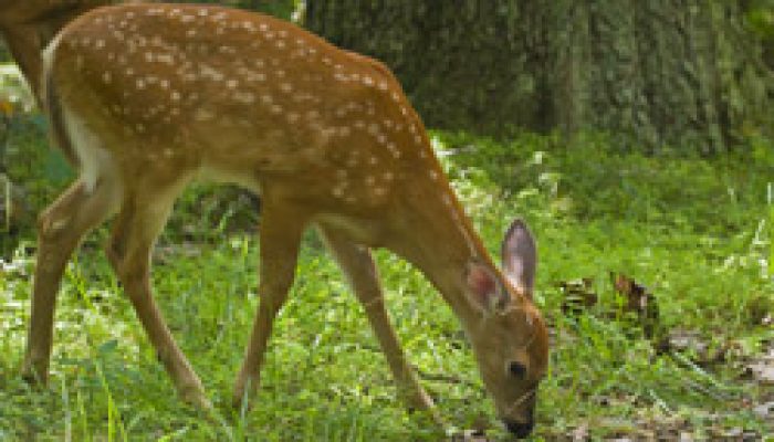 Gatlinburg Wildlife Viewing Guide In The Smoky Mountains