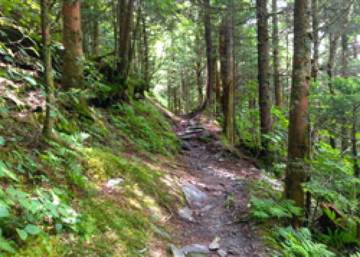 The 5 Most Difficult Hiking Trails In The Smoky Mountains