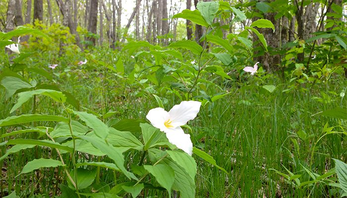 Best Spring Hikes In The Smoky Mountains