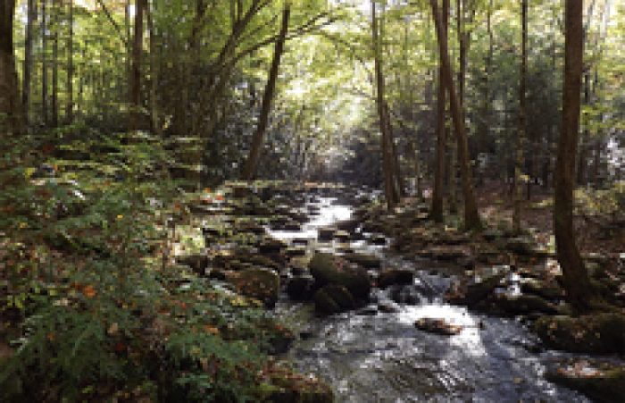 4 Best Hiking Trails In Tremont Smoky Mountains 