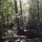 6 Awesome Easy Hikes Near Gatlinburg In The Smoky Mountains