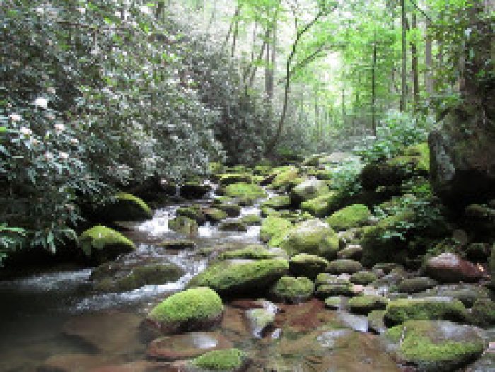 Four Things To Do In Gatlinburg On Vacation