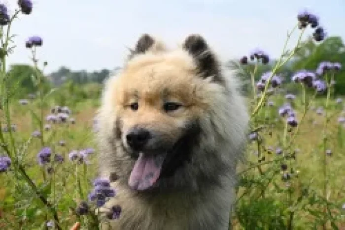 Our Guide To A Fun Pet-friendly Vacation In Gatlinburg