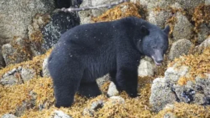 Your Guide To Bear Safety For Gatlinburg Cabin Vacations