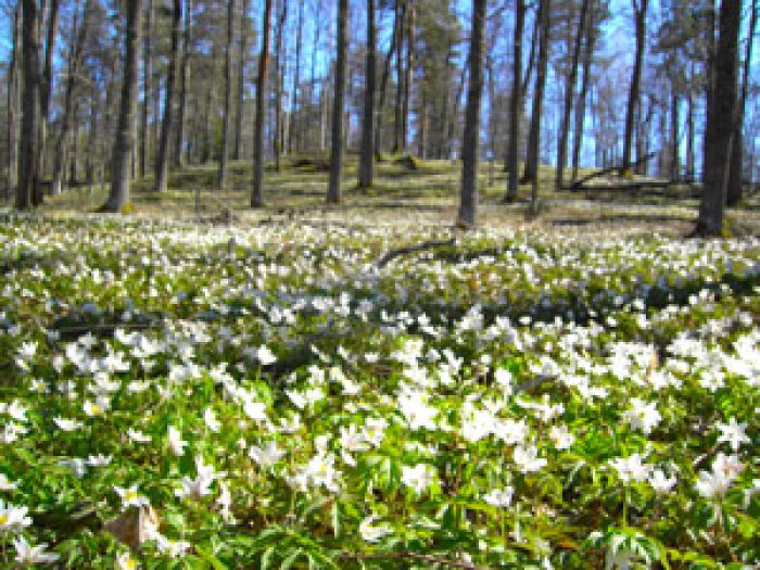 5 Reasons To Visit Gatlinburg In March And Early Spring