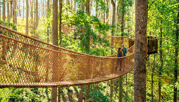 New Canopy Tour in Gatlinburg