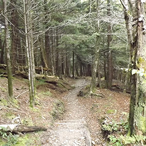 High Elevation Forest on Andrews Bald