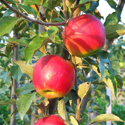 Apple Barn Winery Smoky Mountains