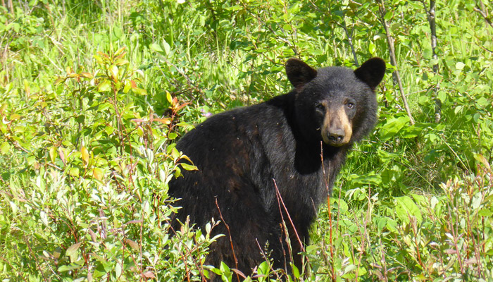 Black Bear in the Smoky Mountains