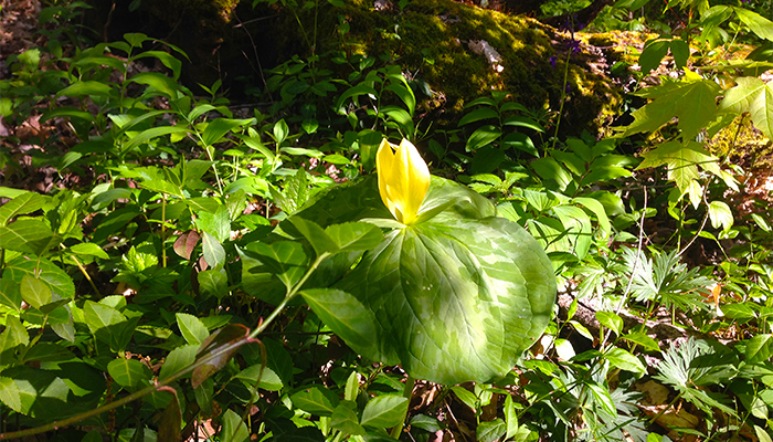 Best Hiking Trails For Spring in the Smokies