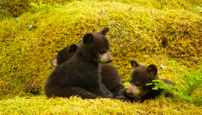 Black Bear Cubs in the Smokies