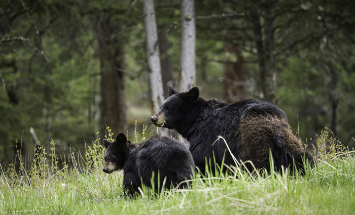 Black Bears Great Smoky Mountains