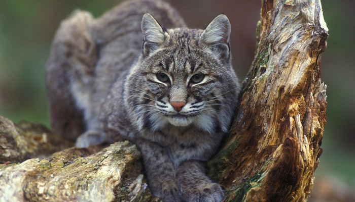 Wild Bobcats in the Smokies