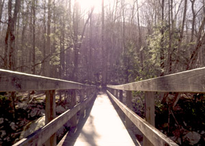 Bridge on Ramsey Cascades Trail