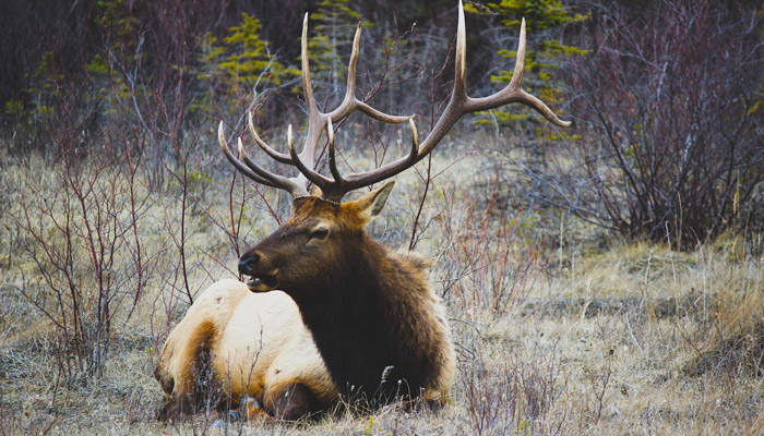 Elk in Cataloochee Valley