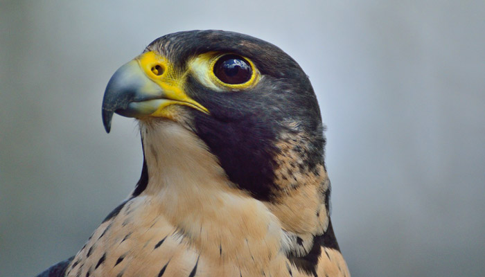 Peregrine Falcons in the Smokies