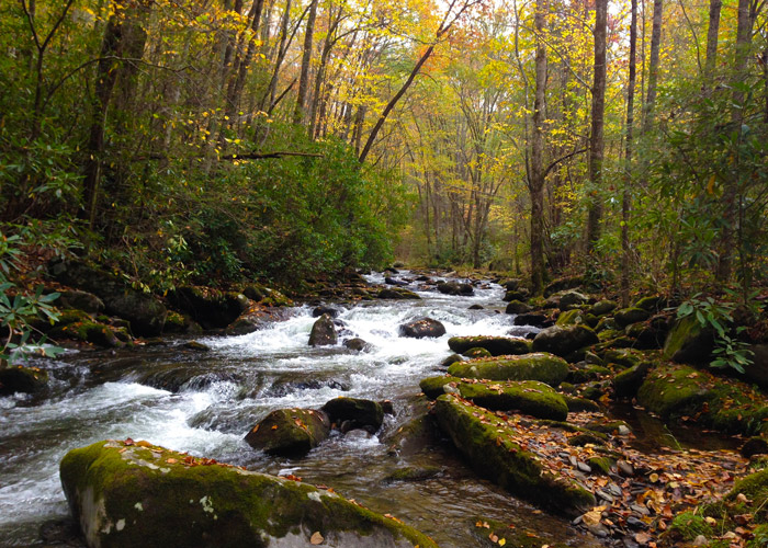 Fall Stream in the Great Smoky Mountains