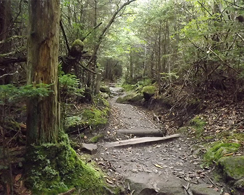 Hiking Trails in the Smokies