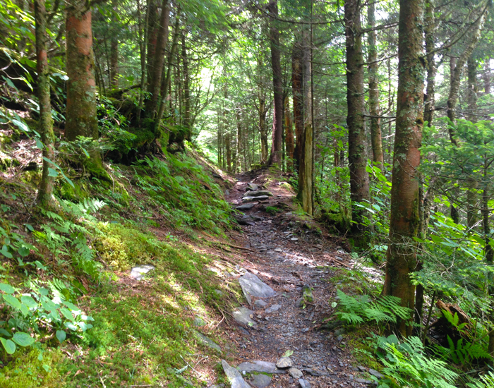 Revision sommer forståelse The 5 Most Difficult Hiking Trails in the Smoky Mountains