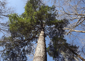 Hemlock Tree on Ramsey Cascades Trail