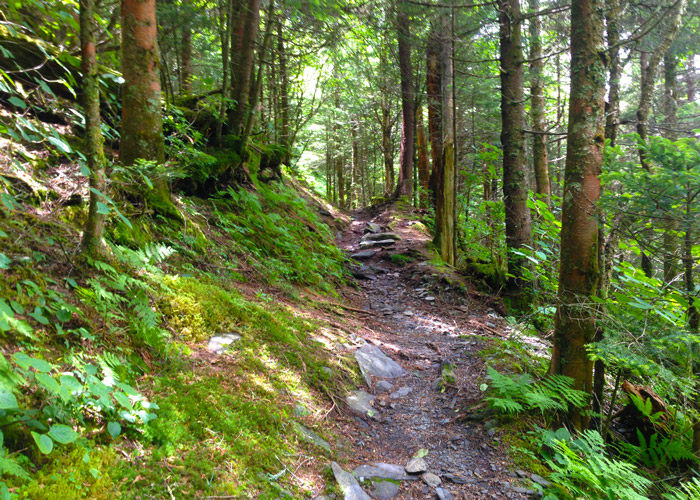 High Elevation Spruce Fir Forest