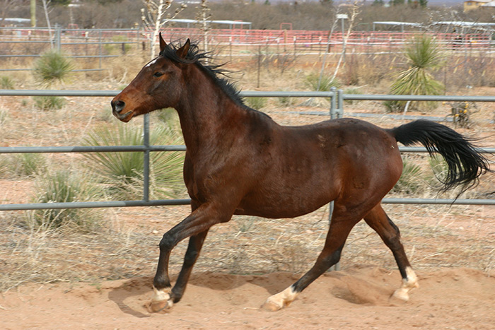 Gatlinburg Horseback Riding