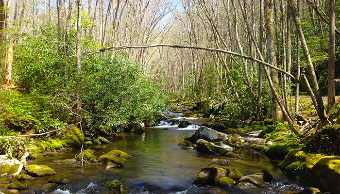 Spring Hike of Middle Prong Trail