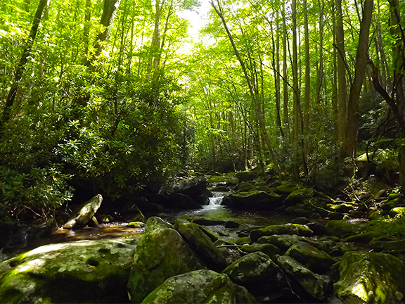 Middle Prong Trail Smoky Mountains