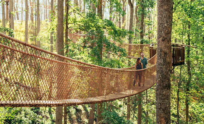 Canopy Tree Walk at Anakeesta