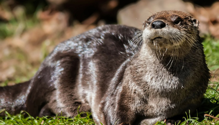 River Otters Reintroduced to the Smoky Mountains