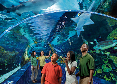 Sharks at Ripley's Aquarium