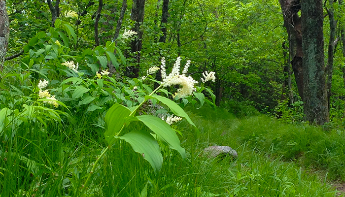 Flowers Along Curry Mountain Trail