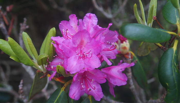 Late Spring Rhododendron Bloom