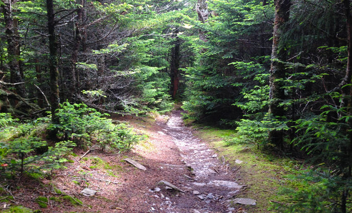 Spruce Fir Forest on Mt LeConte