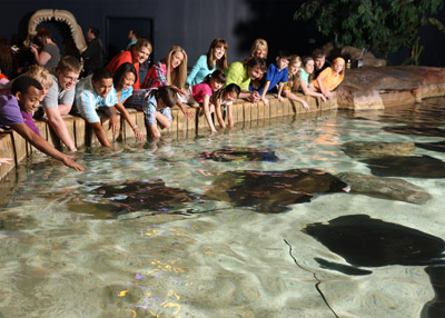 Sting Rays at Ripley's Aquarium