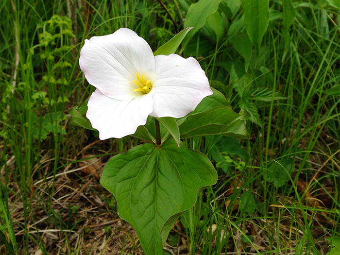Trillum Flower on Laurel Falls Trail