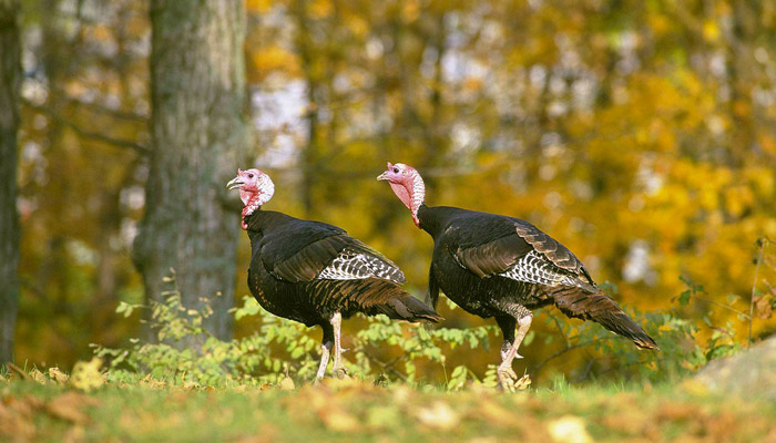 Wild Turkeys