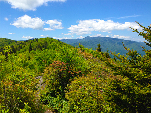 View From the Tower on Mt. Cammerer