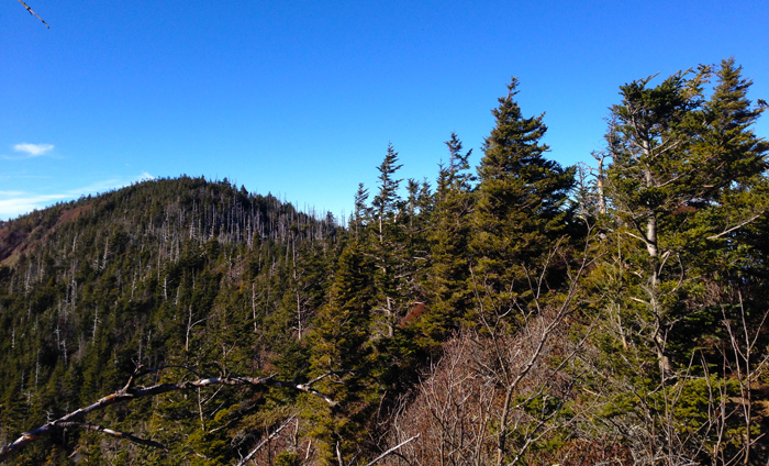 View Of Mt. LeConte Summit