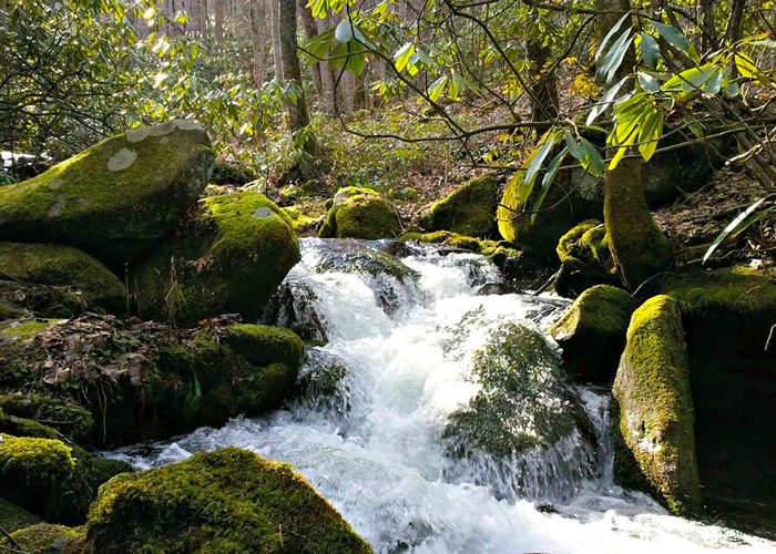 Spring in the Smoky Mountains