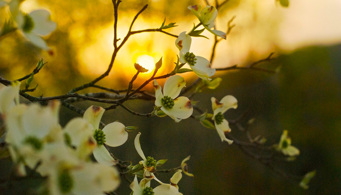 Dogwood Tree in Sunset