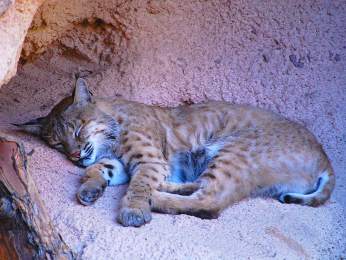 New Bobcats at Ober Gatlinburg