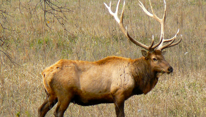 Bull Elk in the Smoky Mountains