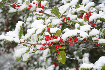 Enjoy a Christmas in the Smoky Mountains Hike