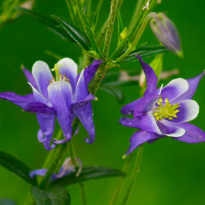 Columbine Wildflowers