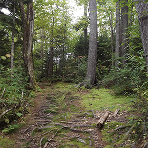 Short Trails Close To Gatlinburg