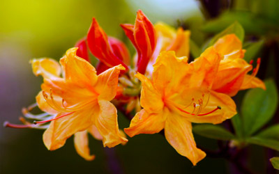 Flame Azaleas Gregory Bald